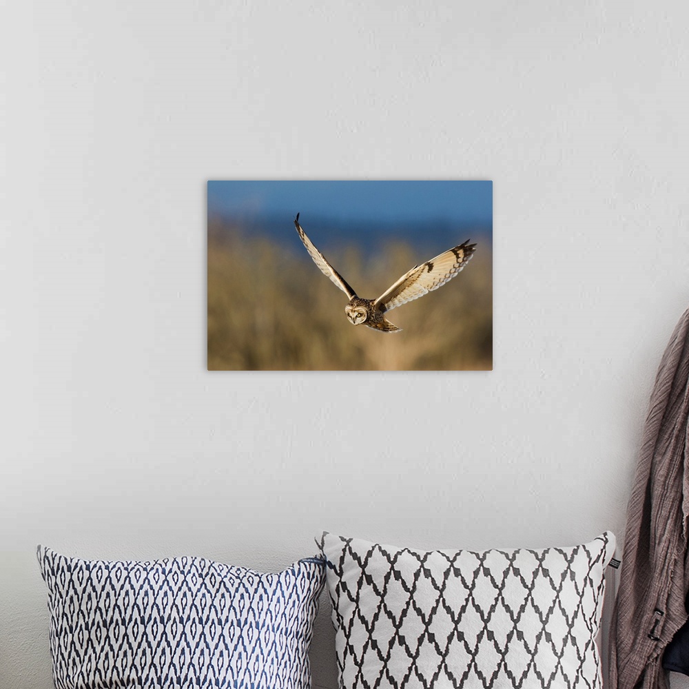 A bohemian room featuring Short-eared Owl Hunting.