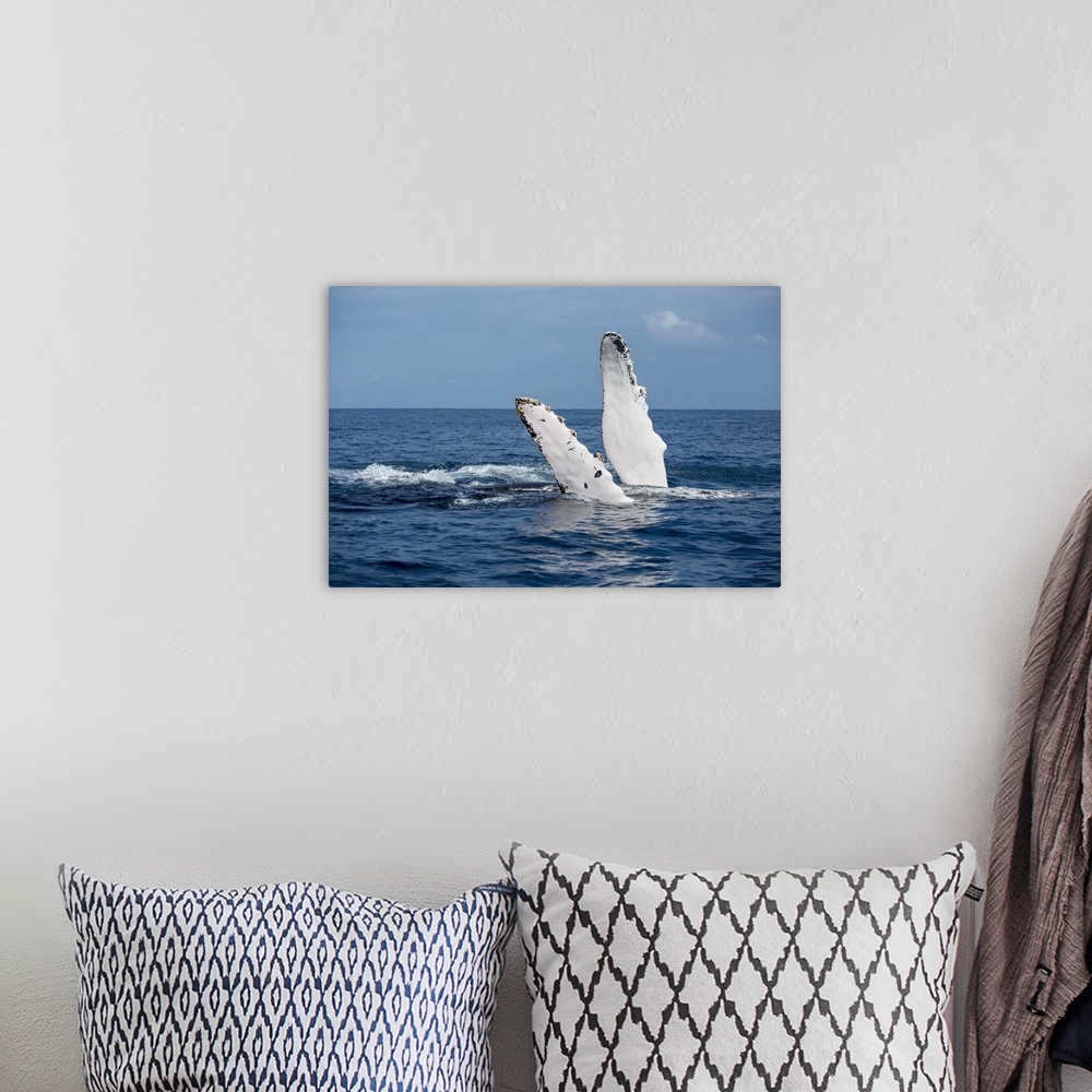 A bohemian room featuring A humback whale floats on its back while displaying its pectoral fins on the surface of blue wate...