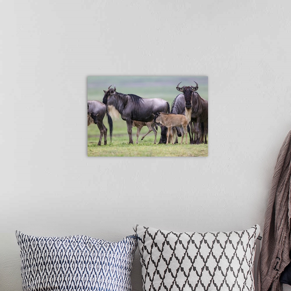 A bohemian room featuring Small herd of wildebeest stop on migration, accompanied by three young calves.