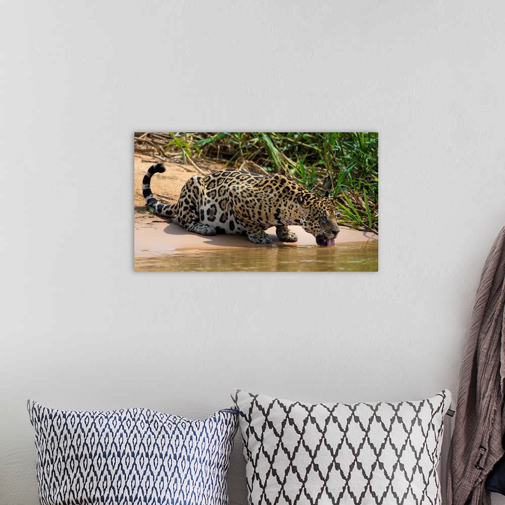 A bohemian room featuring South America. Brazil. A jaguar (Panthera onca), an apex predator, drinks along the banks of a ri...