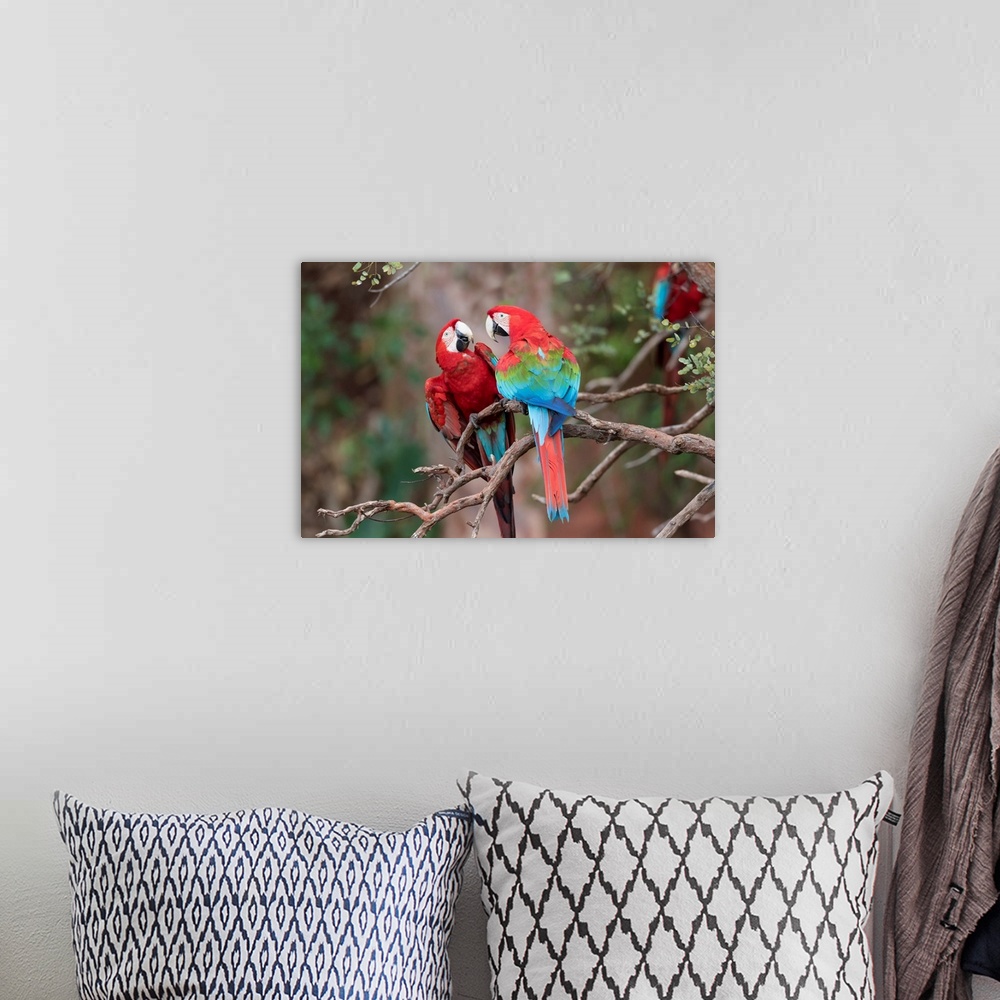 A bohemian room featuring South America, Brazil, Mato Grosso do Sul, Jardim, Sinkhole of the Macaws, red-and-green macaw, A...
