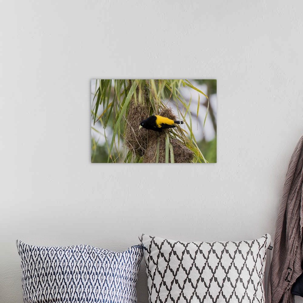 A bohemian room featuring South America, Brazil, The Pantanal, yellow-rumped cacique, Cacicus cela. A yellow-rumped cacique...
