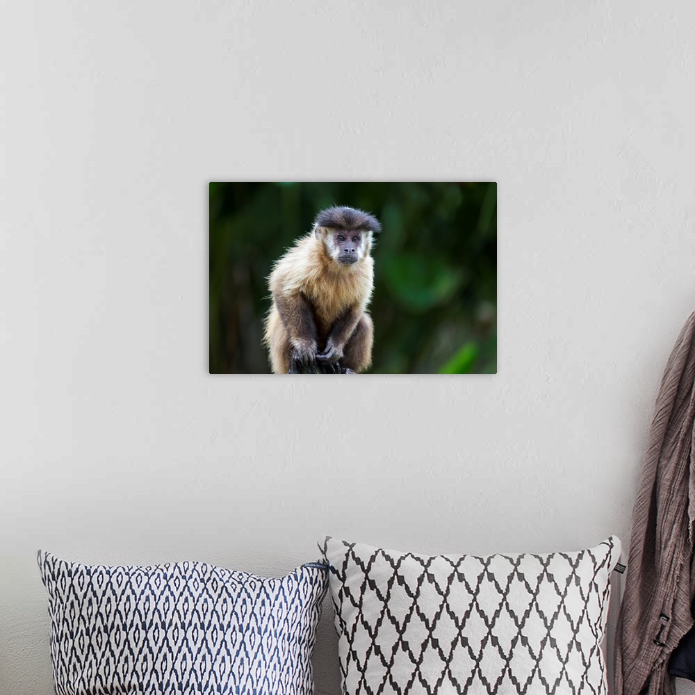A bohemian room featuring South America, Brazil, Mato Grosso do Sul, Bonito, brown capuchin monkey, Cebus apella. Portrait ...