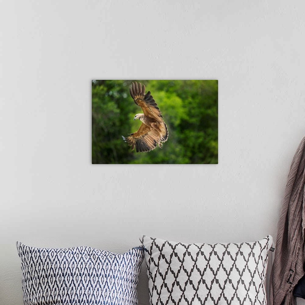 A bohemian room featuring South America, Brazil, Pantanal. Black-collared hawk flying.