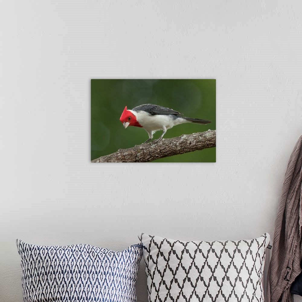 A bohemian room featuring South America, Brazil, Pantanal. Red-crested cardinal on tree.