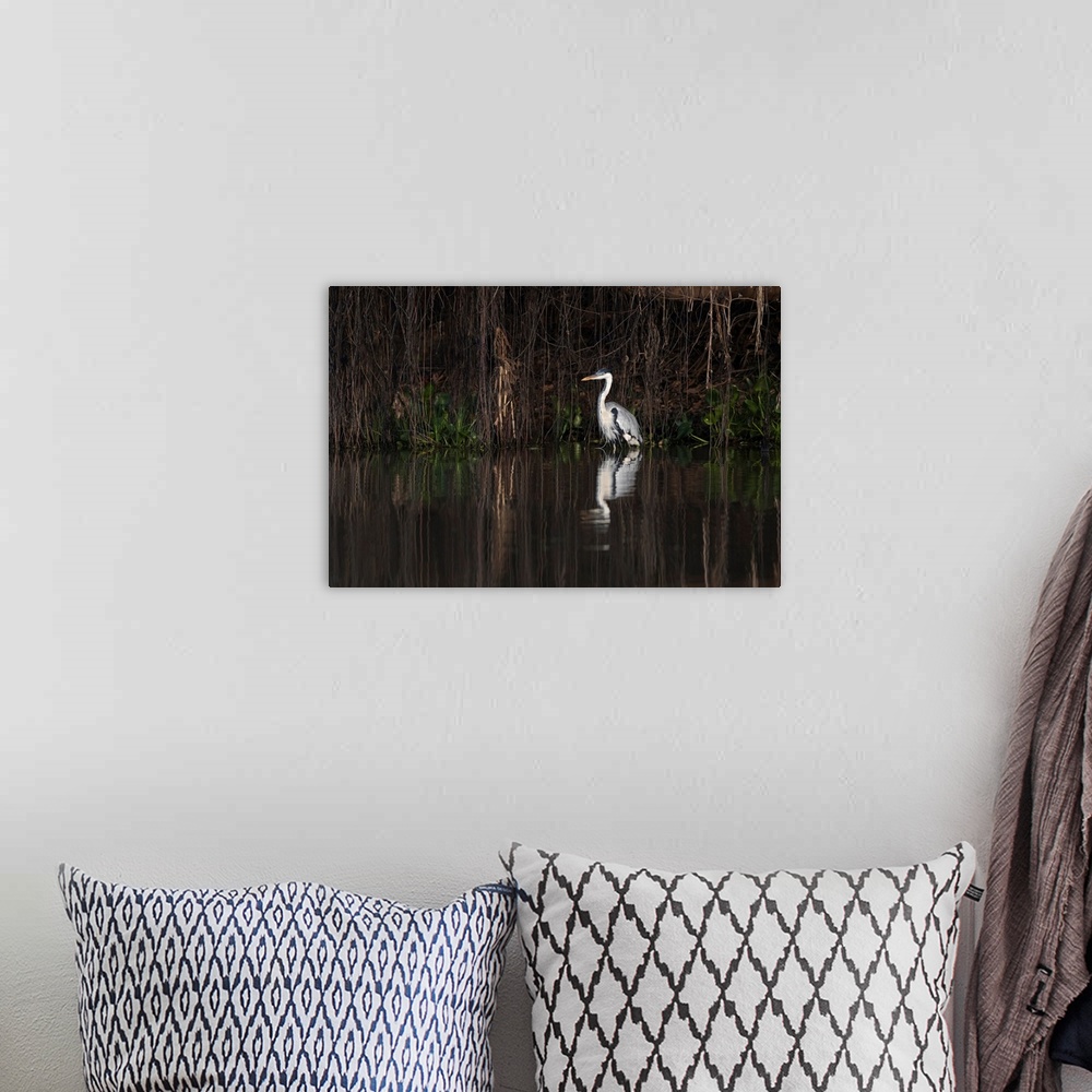 A bohemian room featuring South America, Brazil, The Pantanal, cocoi heron, Ardea cocoi. Portrait of a cocoi heron standing...