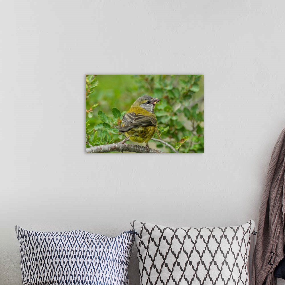 A bohemian room featuring South America, Chile, Patagonia. Black-chinned siskin on limb.
