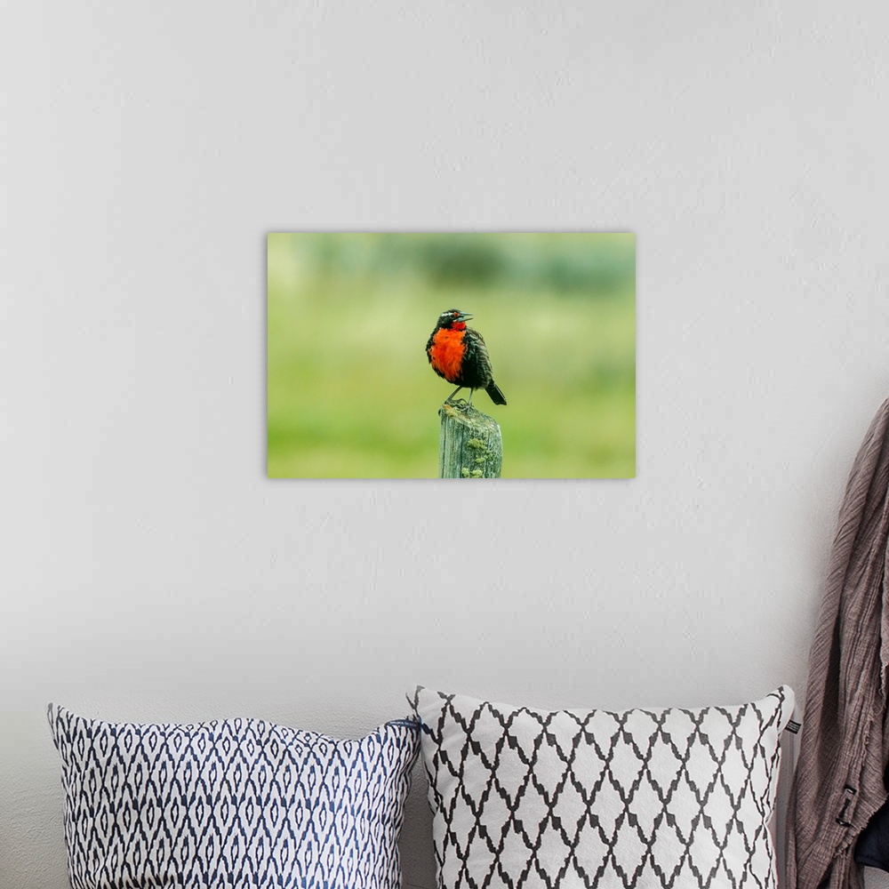 A bohemian room featuring South America, Chile, Patagonia. Long-tailed meadowlark singing. Credit as: Cathy and Gordon Illg...