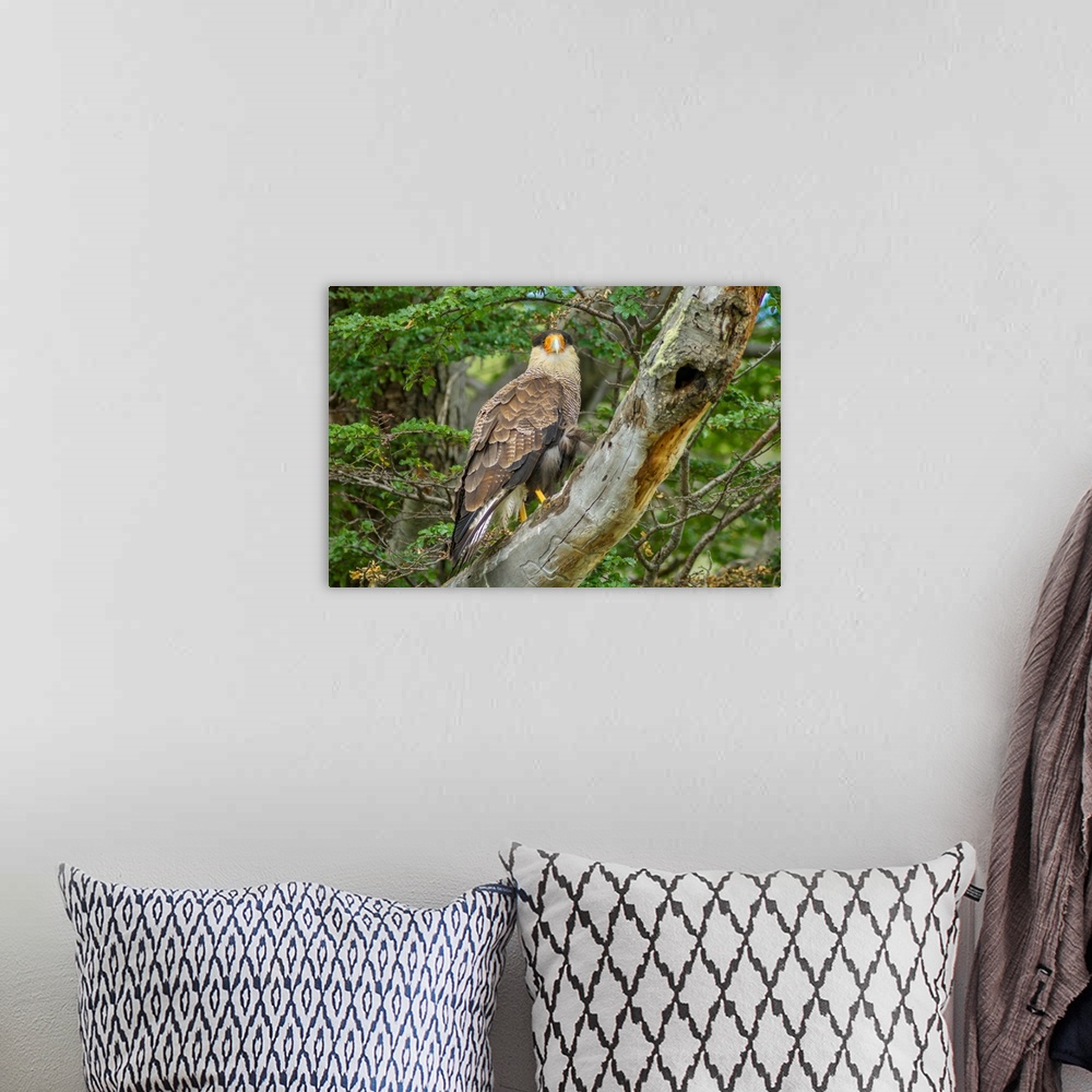 A bohemian room featuring South America, Chile, Patagonia. Southern caracara close-up.