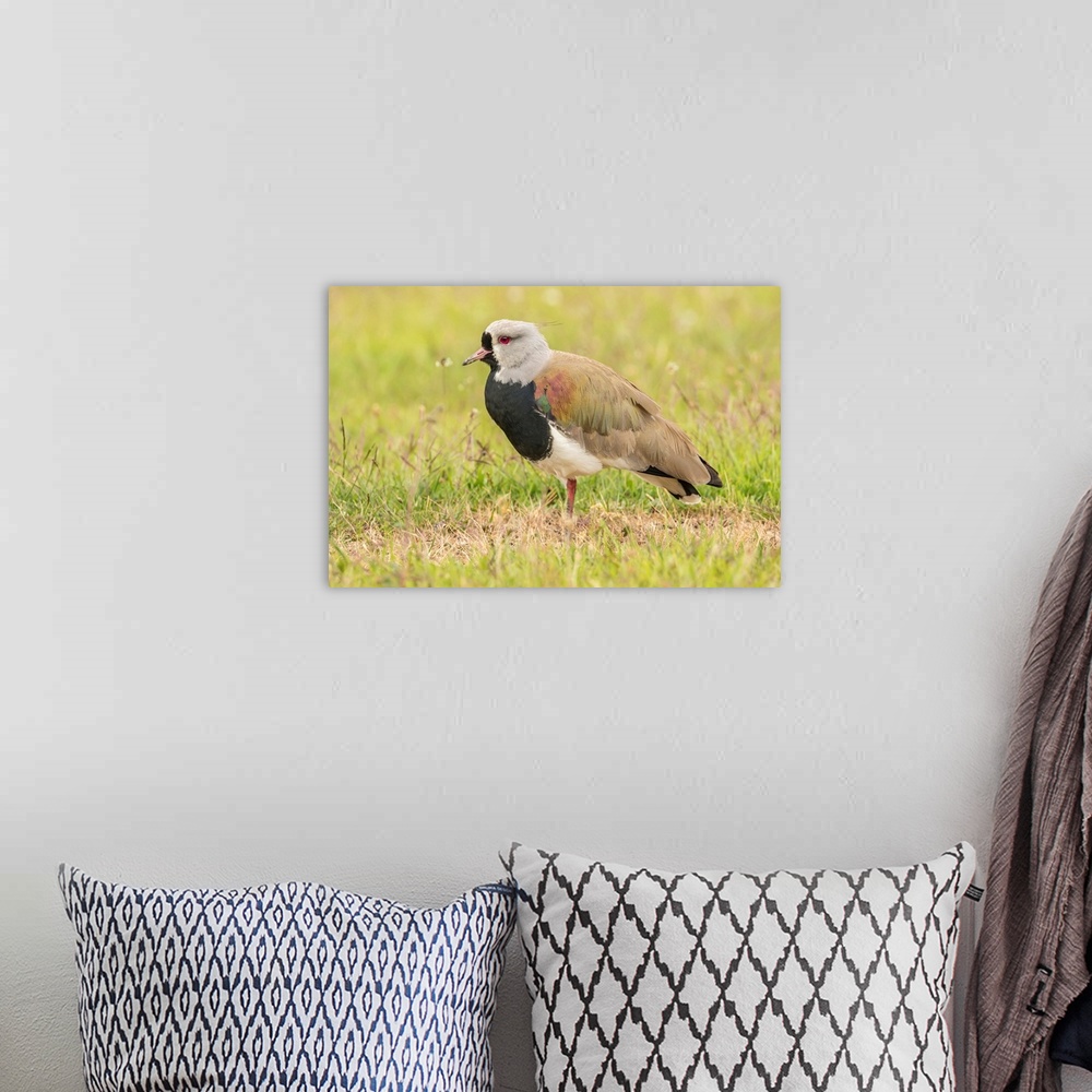 A bohemian room featuring South America, Chile, Patagonia. Southern lapwing close-up.