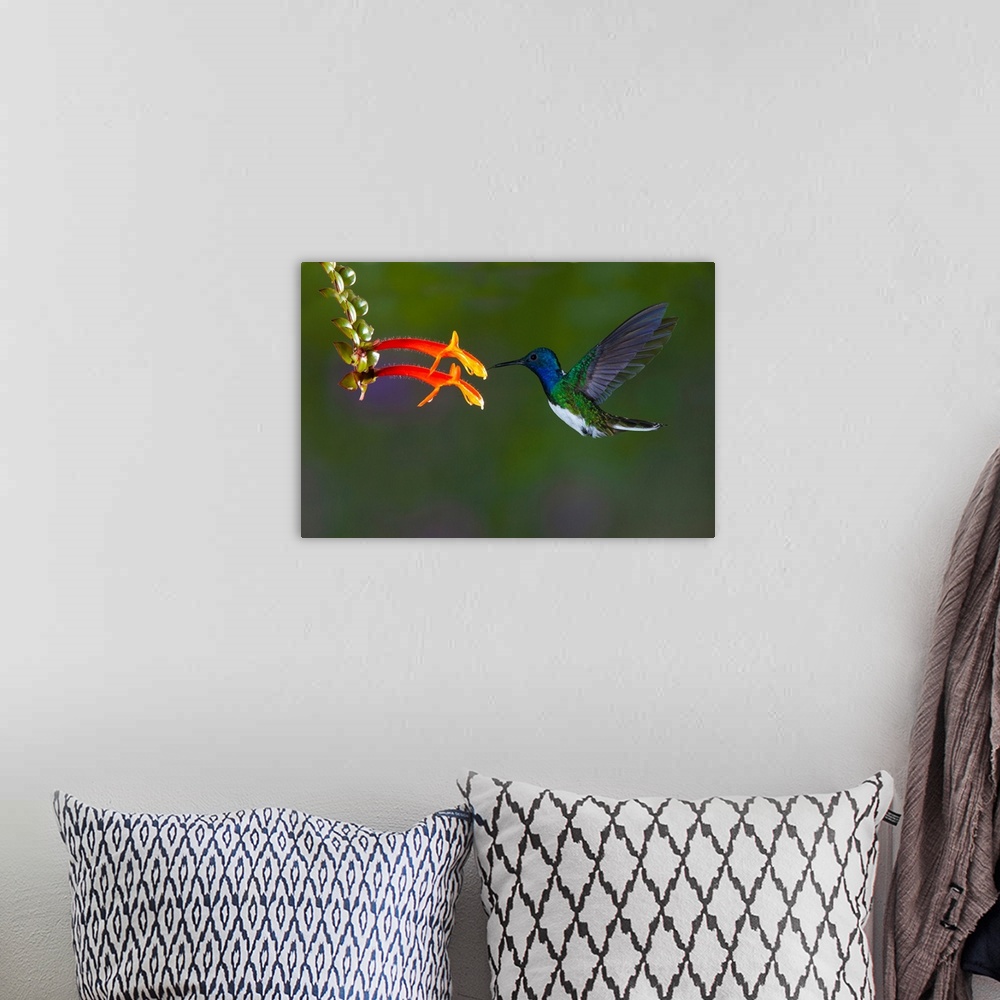 A bohemian room featuring South America, Costa Rica. White-necked jacobin hummingbird.