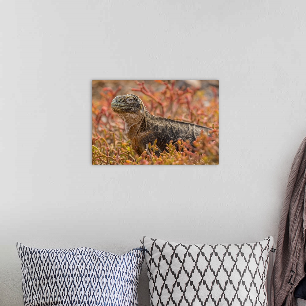 A bohemian room featuring South America, Ecuador, Galapagos National Park. Land iguana in red portulaca plants.