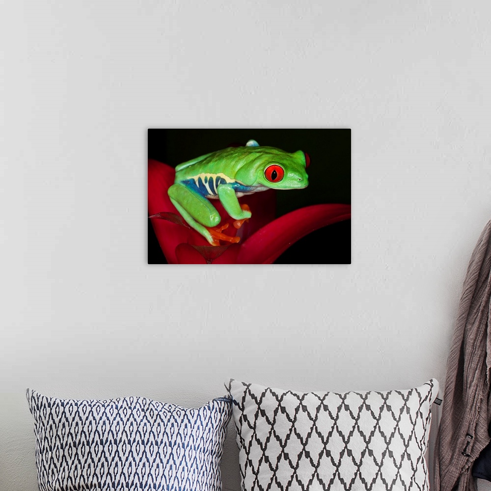 A bohemian room featuring South America, Panama. Red-eyed tree frog on bromelied flower.