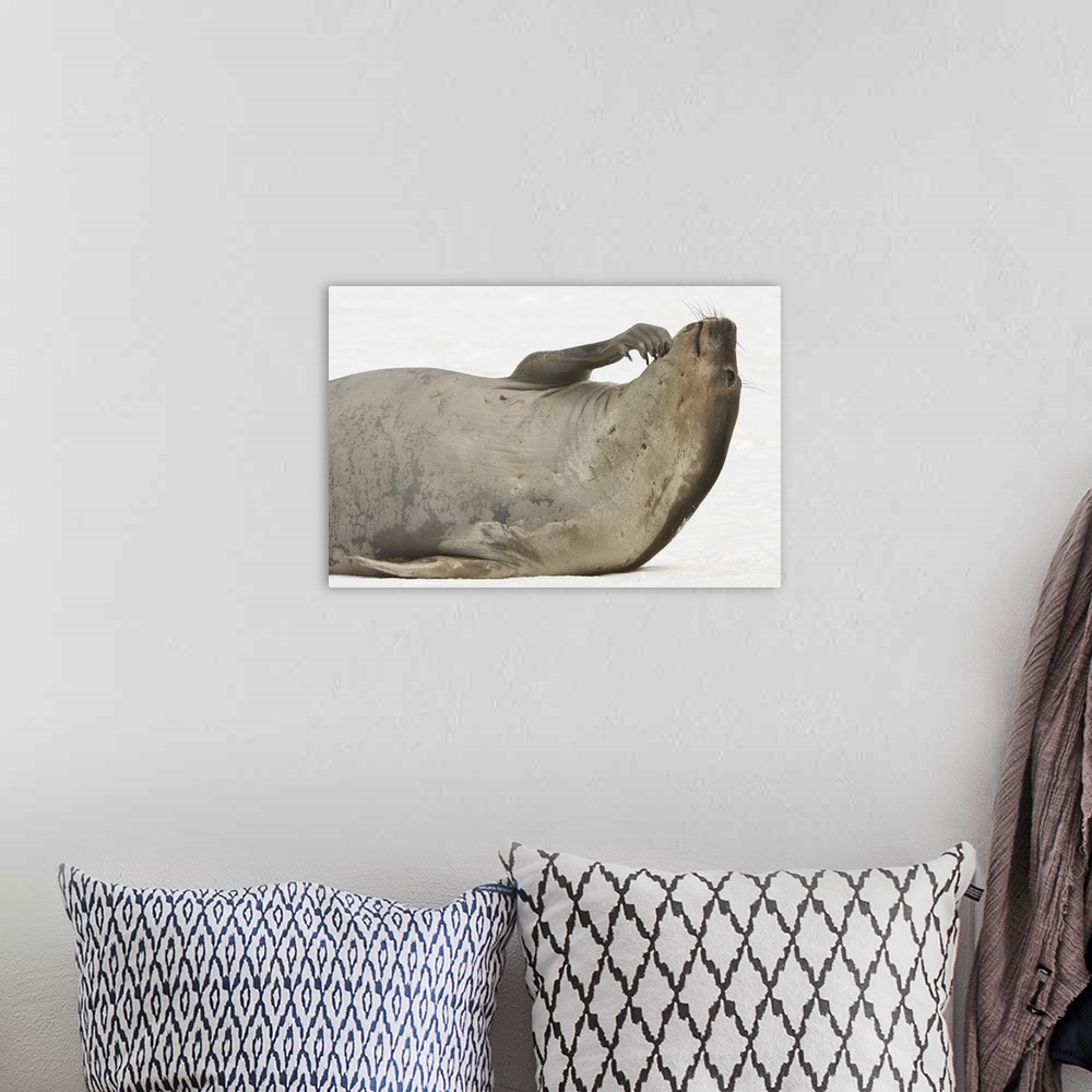 A bohemian room featuring South Shetland Islands, Antarctica. Young Elephant Seal Scratches Chin.
