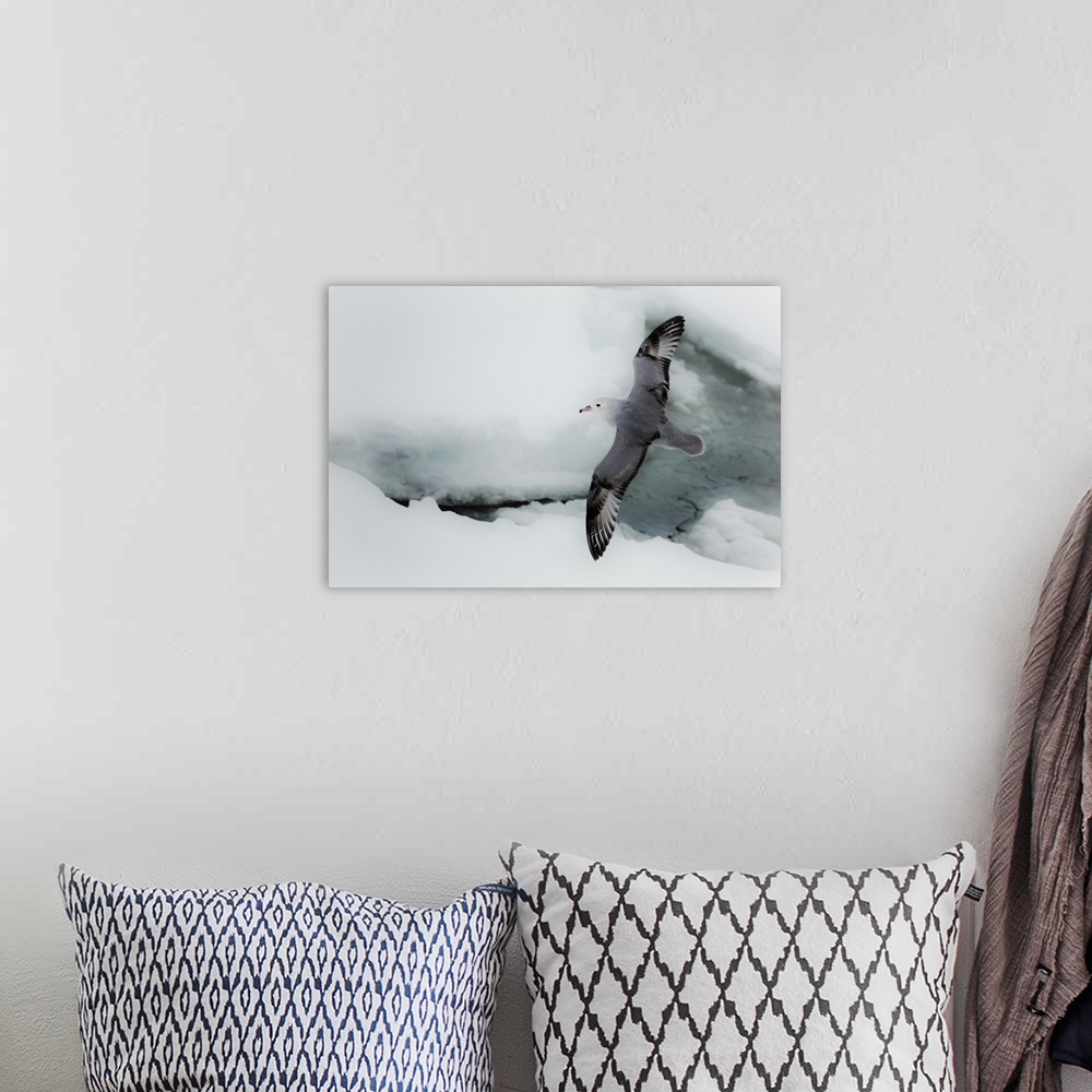 A bohemian room featuring Southern Ocean, Antarctica. Albatross flying above sea ice.
