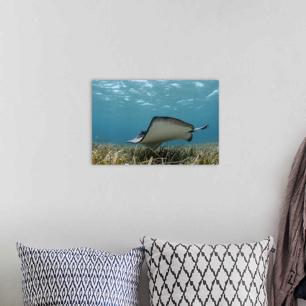 A bohemian room featuring Southern Stingray, Belize Barrier Reef, Belize.