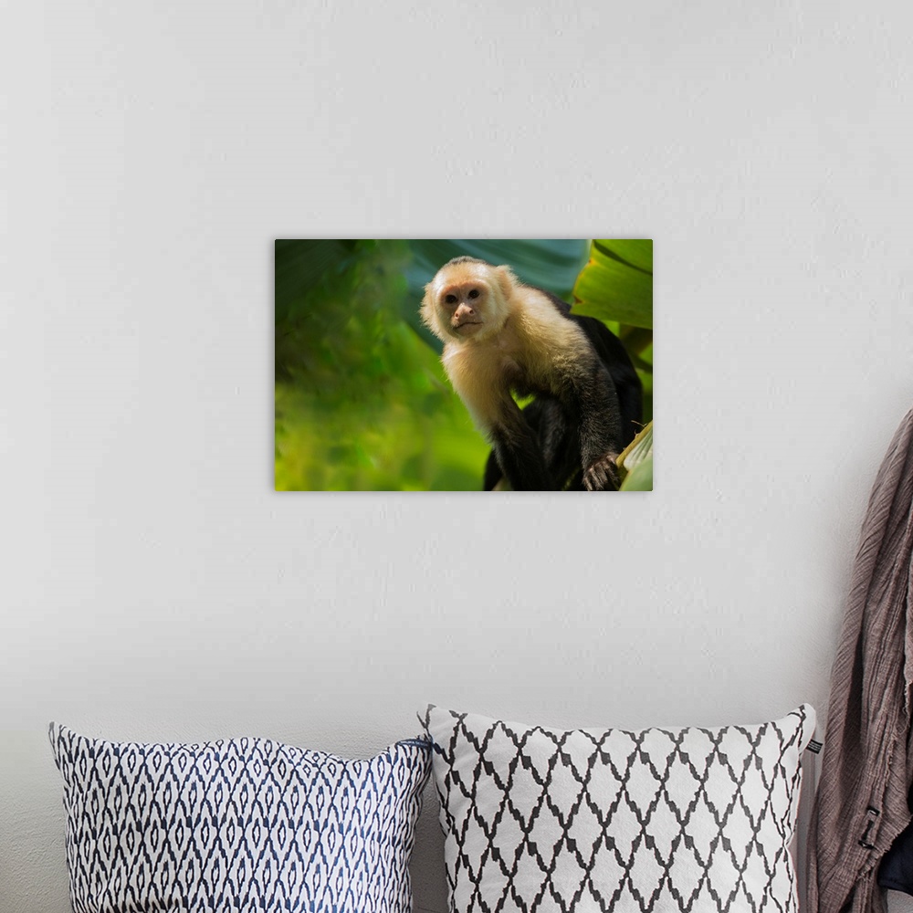 A bohemian room featuring Costa Rica, monkey, spider monkey, tree.