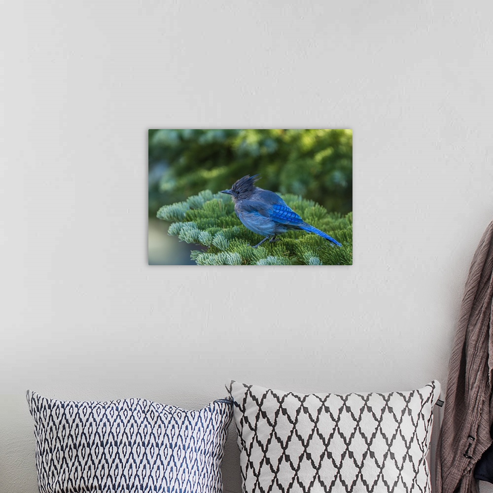 A bohemian room featuring Steller's Jay perched on a Fir Bough at Mammoth Lakes California