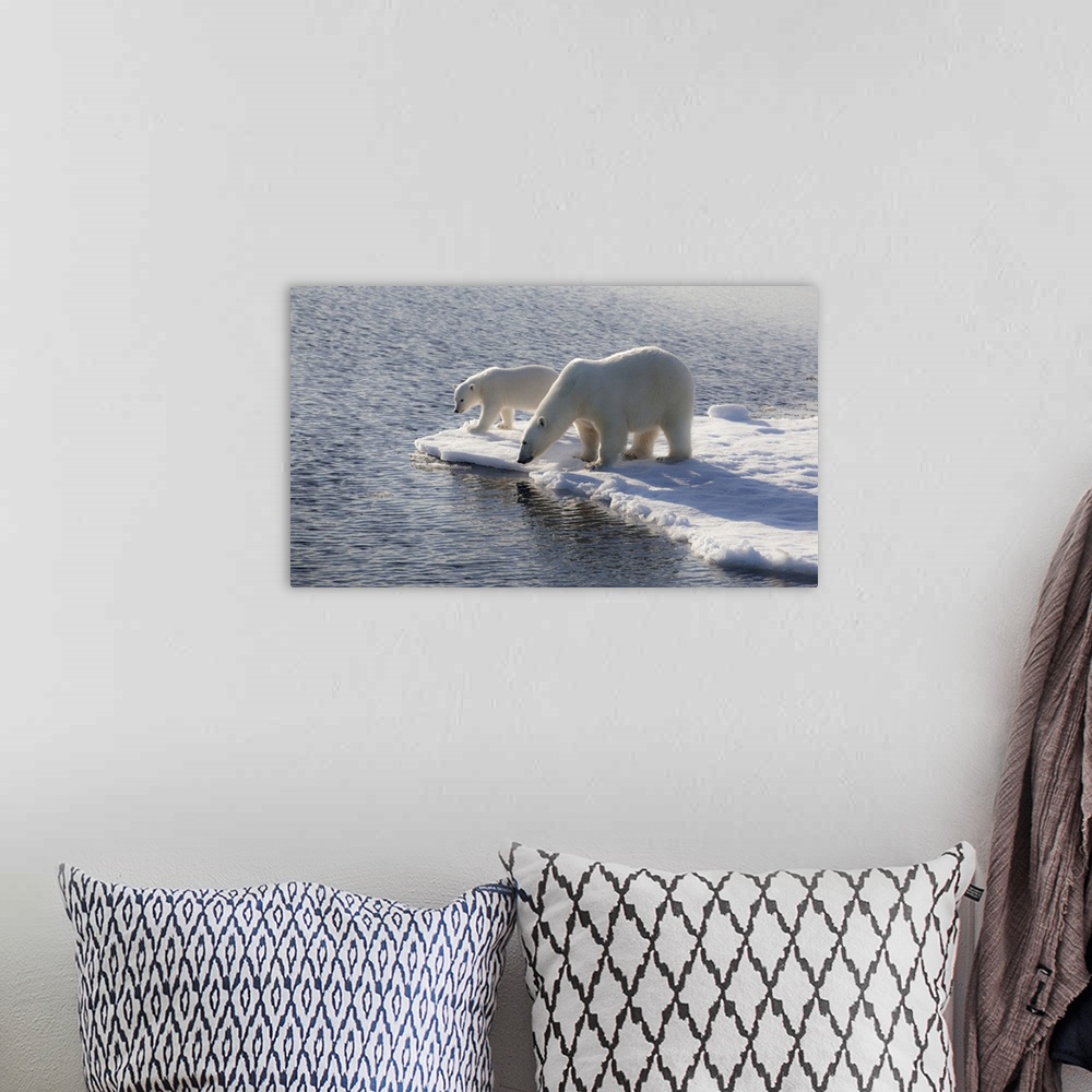 A bohemian room featuring Svalbard. Mother and child Polar Bears.