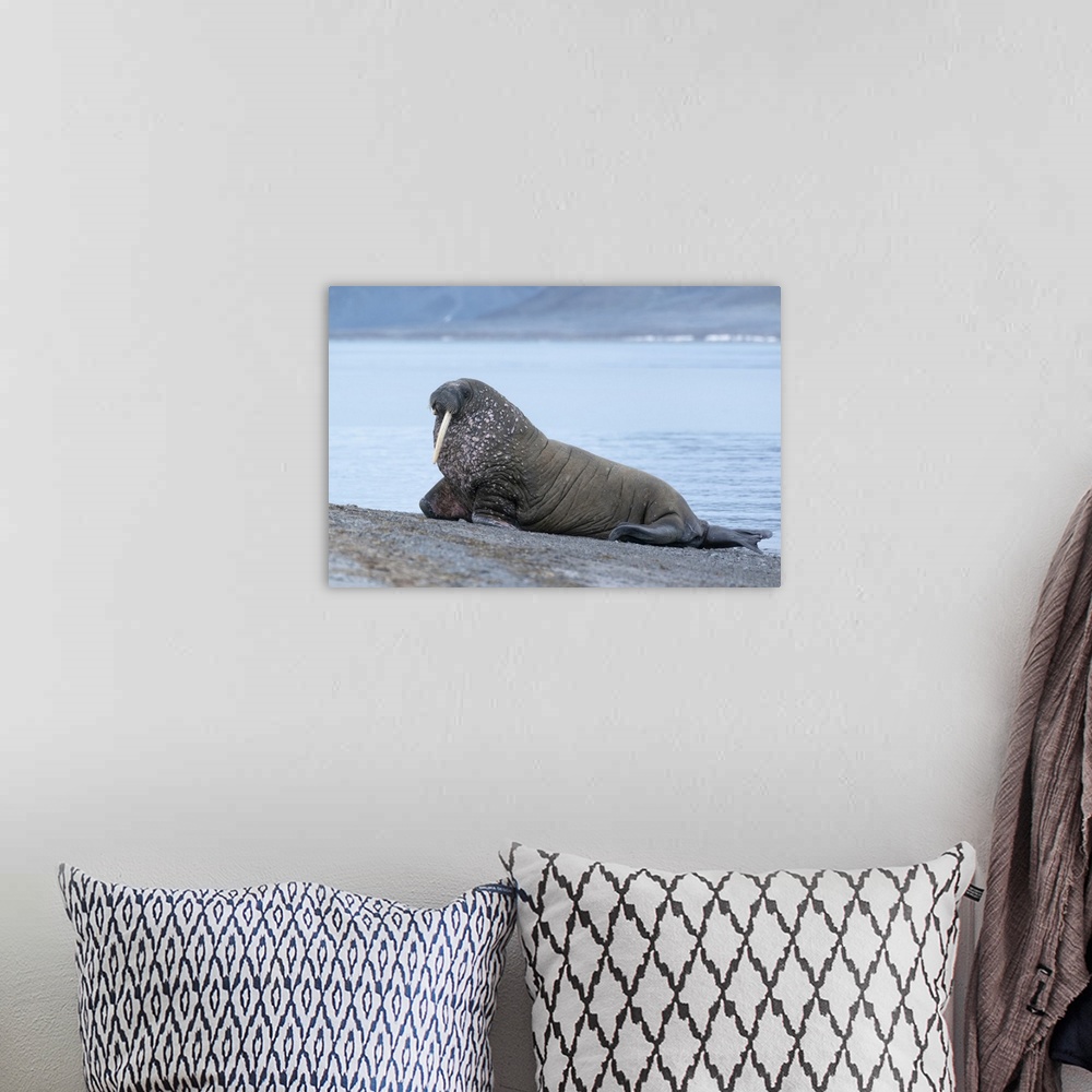 A bohemian room featuring Svalbard, Spitsbergen, a one-tusked walrus hauls out onto the shore.