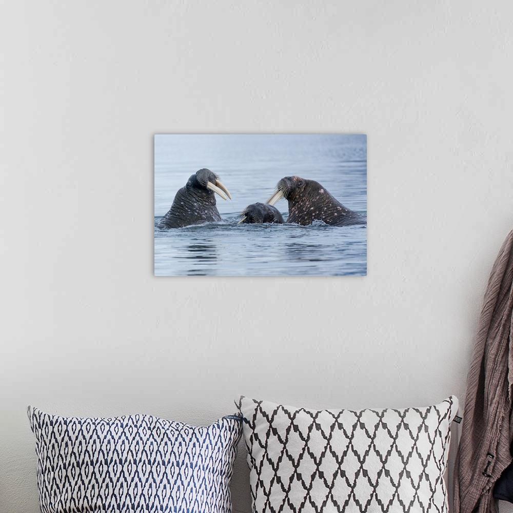 A bohemian room featuring Svalbard, Spitsbergen. Three walrus playing together in the water.
