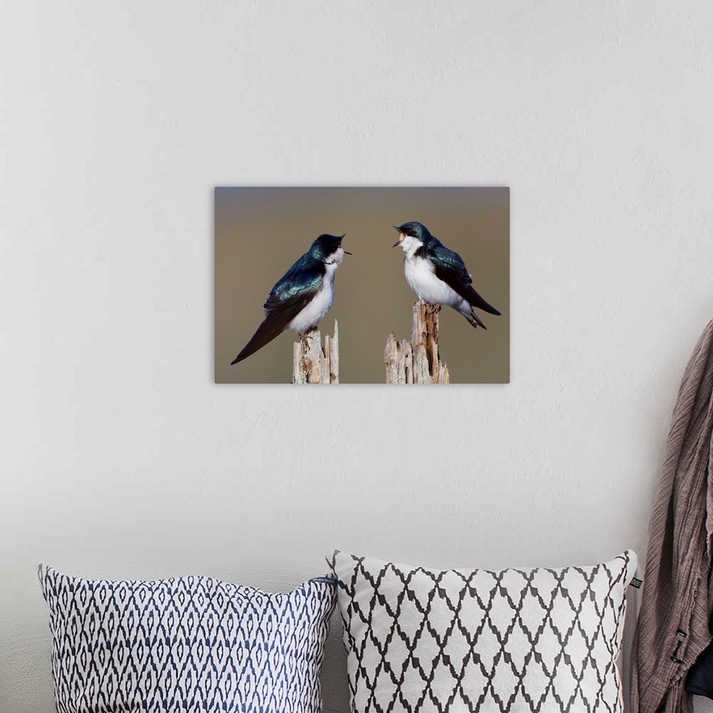A bohemian room featuring Tree Swallow Pair