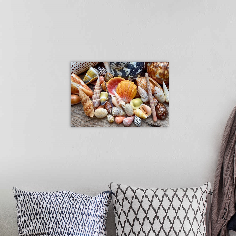 A bohemian room featuring Tropical shell still-life