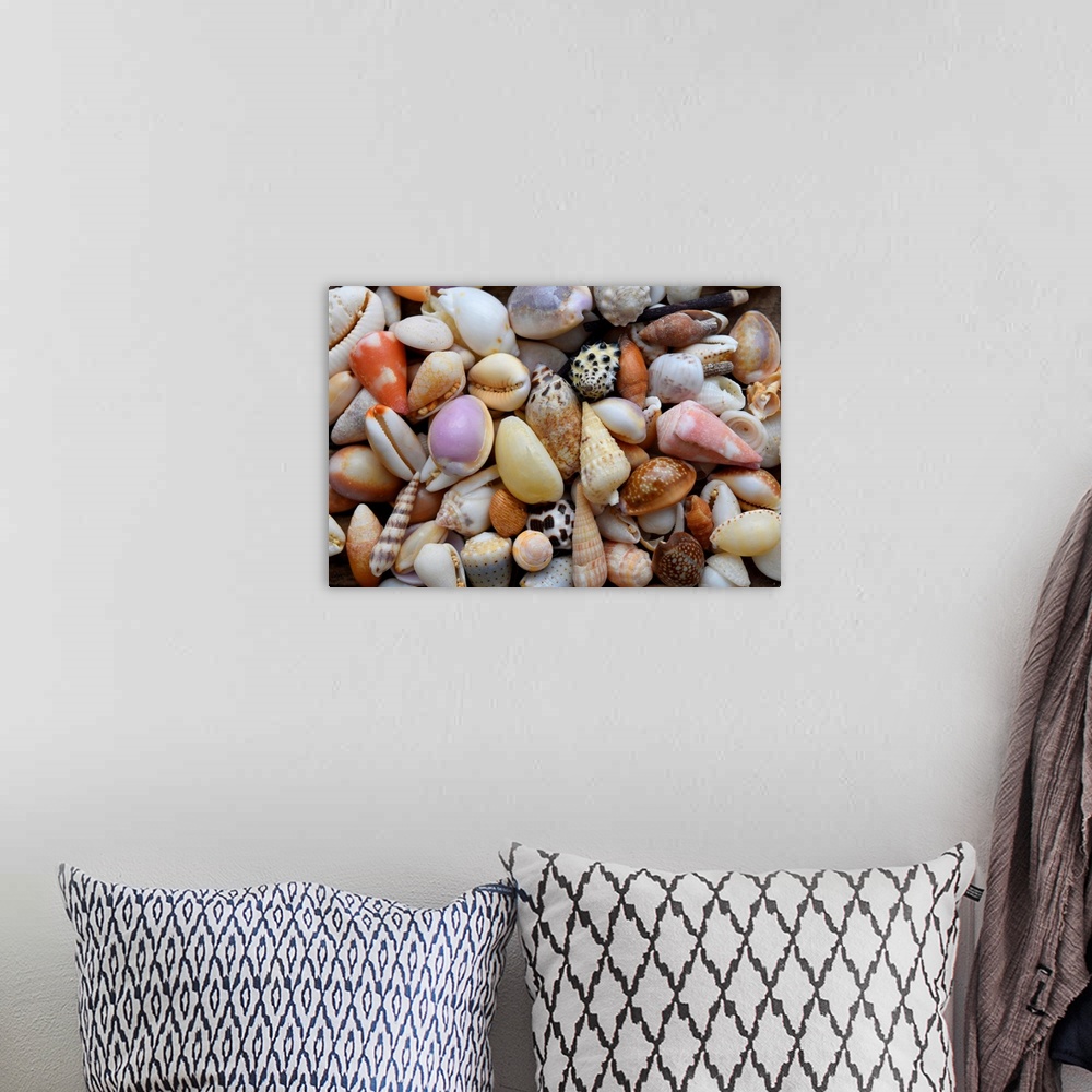 A bohemian room featuring Tropical shell still-life