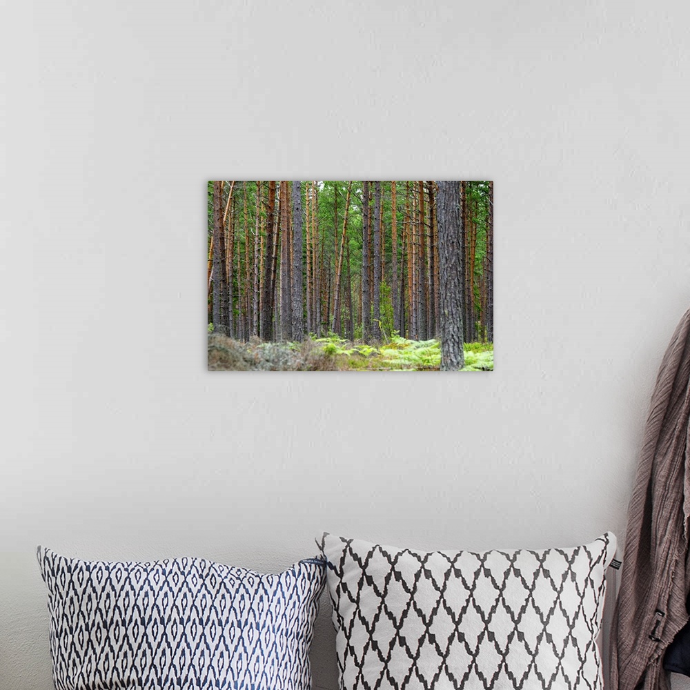 A bohemian room featuring Trunks of pine trees in a forest making a linear pattern. You can...t see the forest for all the ...