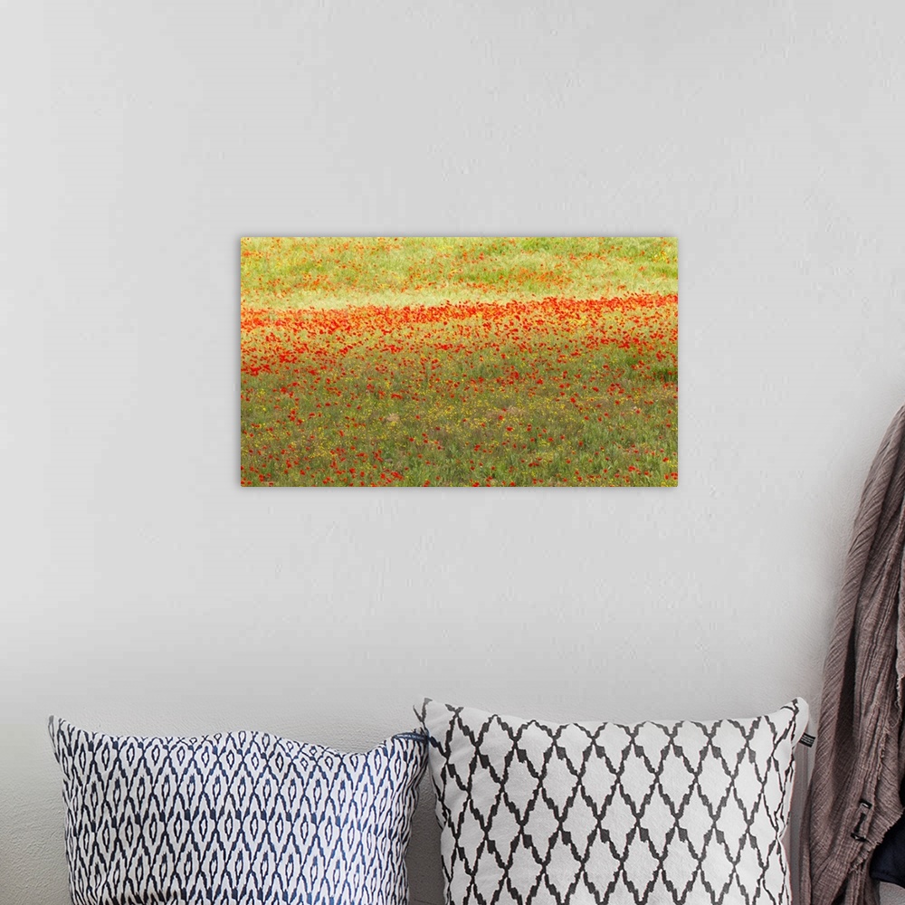 A bohemian room featuring A painterly effect on a photograph of poppies in an Italian meadow.