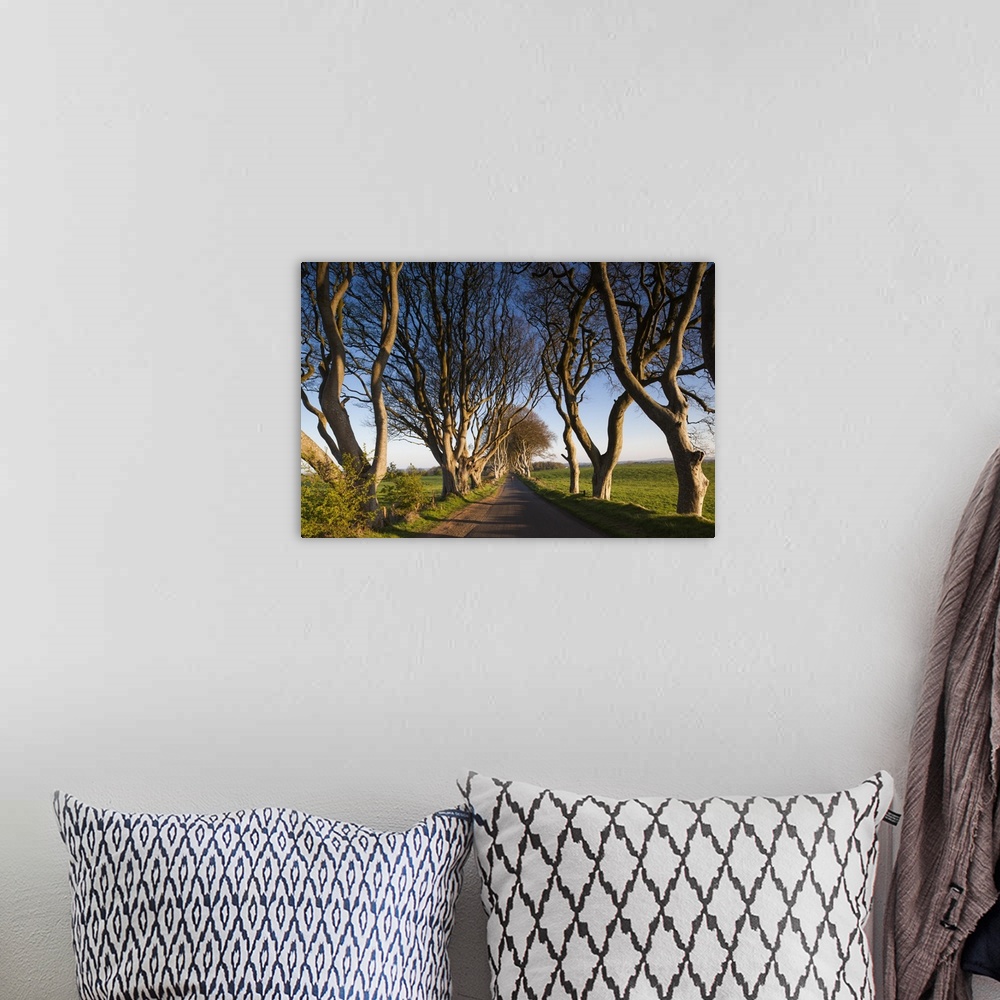 A bohemian room featuring UK, Northern Ireland, County Antrim, Ballymoney, The Dark Hedges, tree-lined road at dawn.