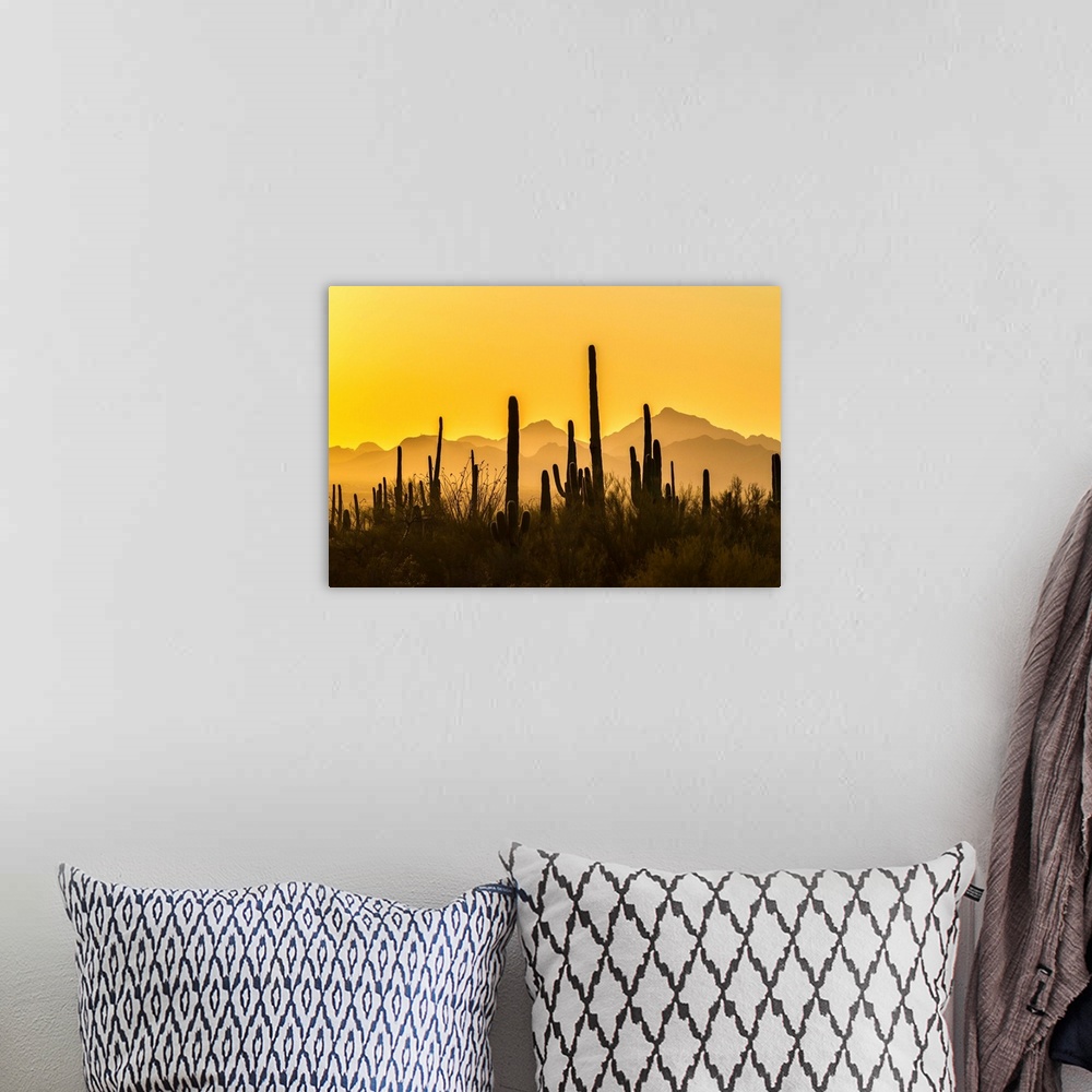 A bohemian room featuring USA, Arizona, Saguaro National Park. Sonoran Desert at sunset.