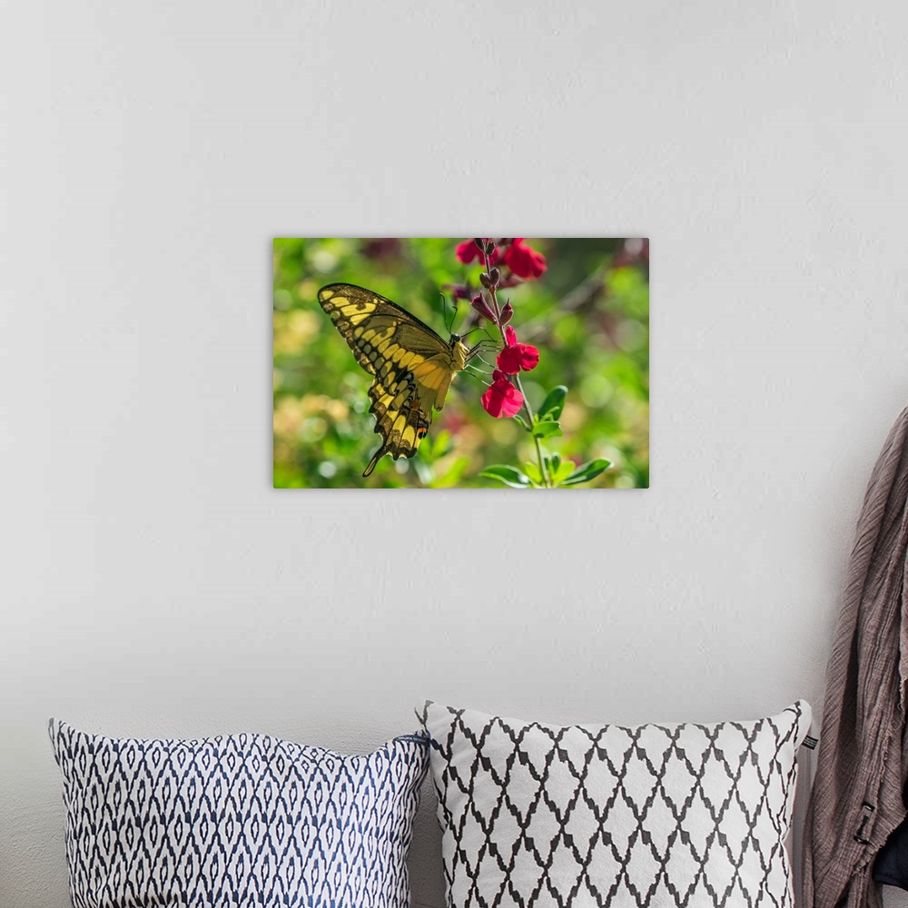 A bohemian room featuring USA, Arizona, Sonoran Desert. Swallow-tailed butterfly on penstemmon flower.