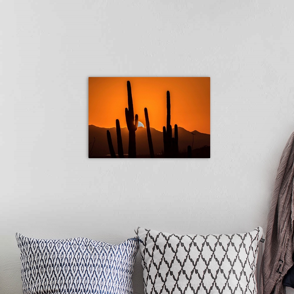 A bohemian room featuring USA, Arizona, Tucson Mountain Park. Sonoran Desert at sunset.