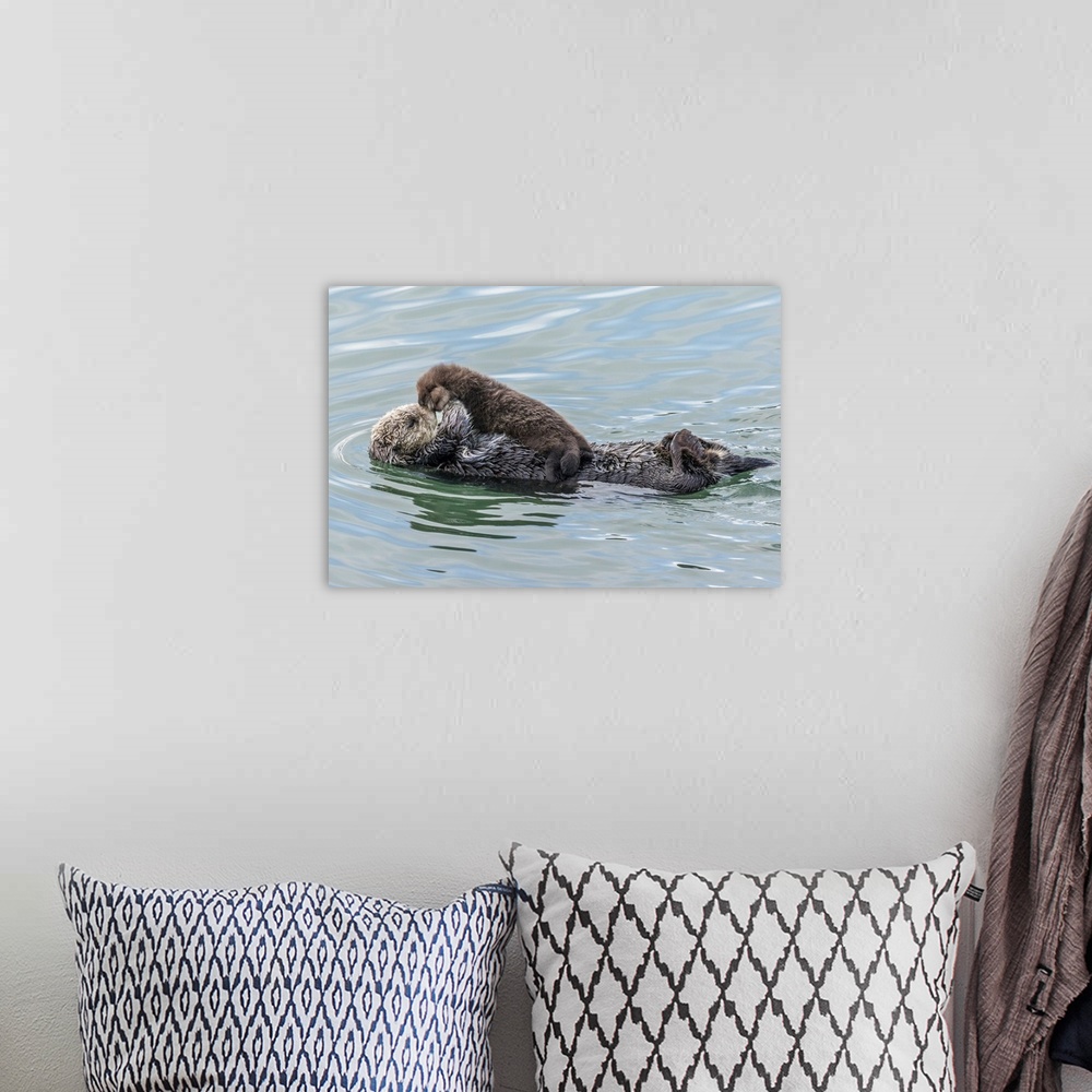 A bohemian room featuring USA, California, San Luis Obispo County. Sea otter mother and pup.