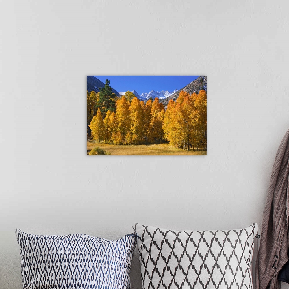A bohemian room featuring USA, California, Sierra Nevada Mountains. Aspens in autumn.