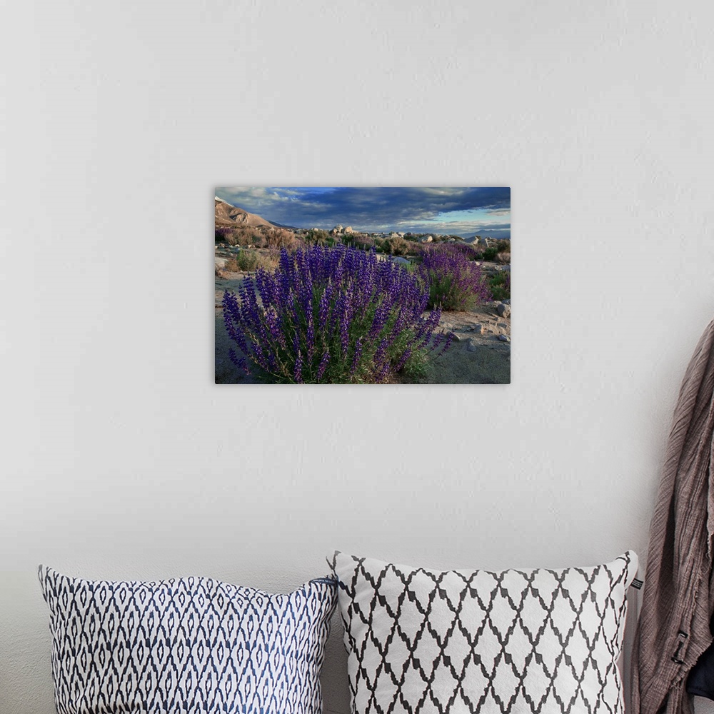 A bohemian room featuring USA, California, Sierra Nevada Mountains. Landscape with Inyo bush lupine.