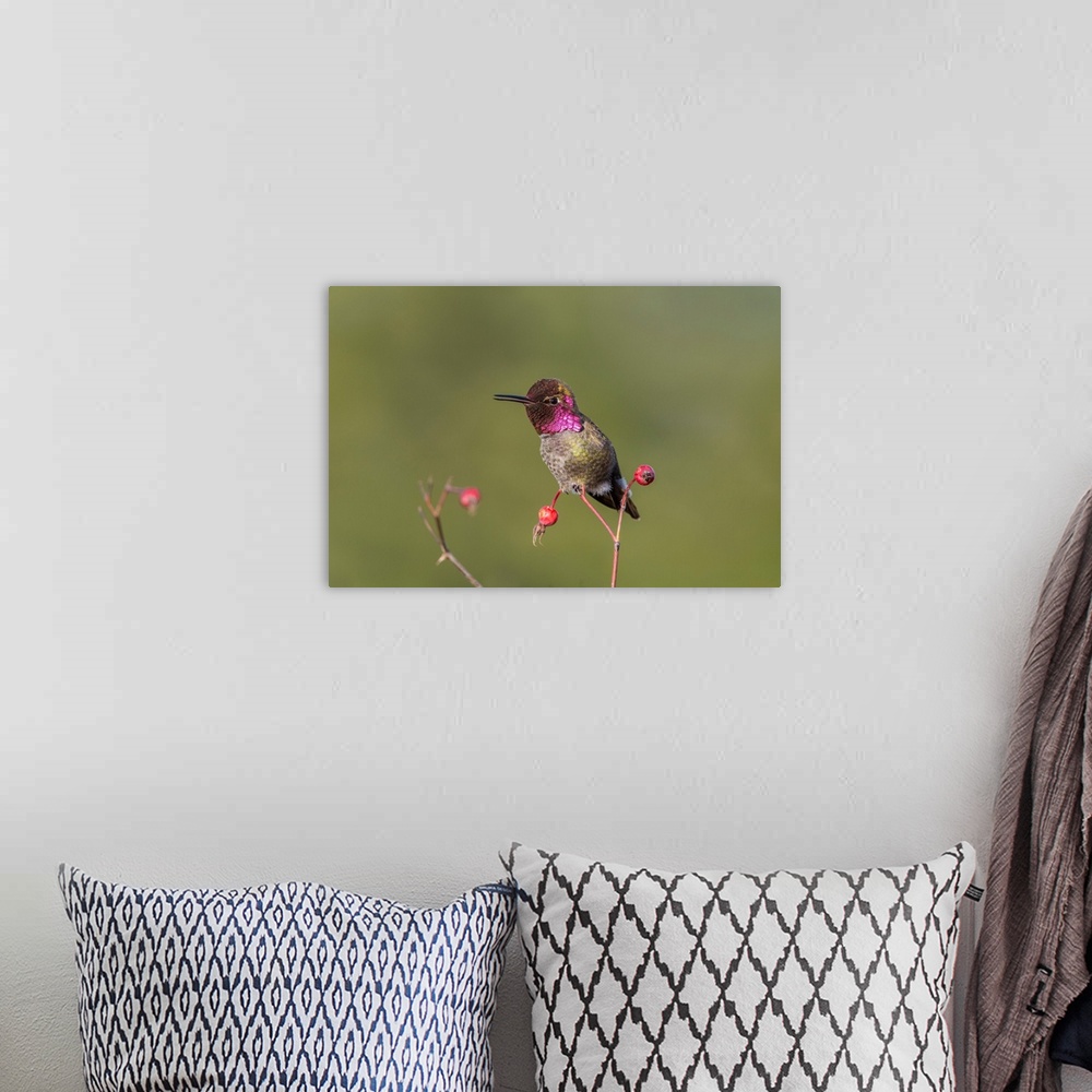 A bohemian room featuring USA. Washington State. Adult male Anna's Hummingbird (Calypte anna) flashes his iridescent gorget.
