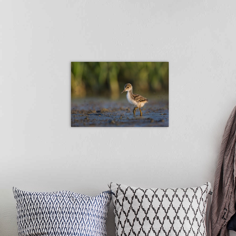 A bohemian room featuring USA. Washington State.  Black-necked Stilt (Himantopus mexicanus) chick forages along a lakeshore...