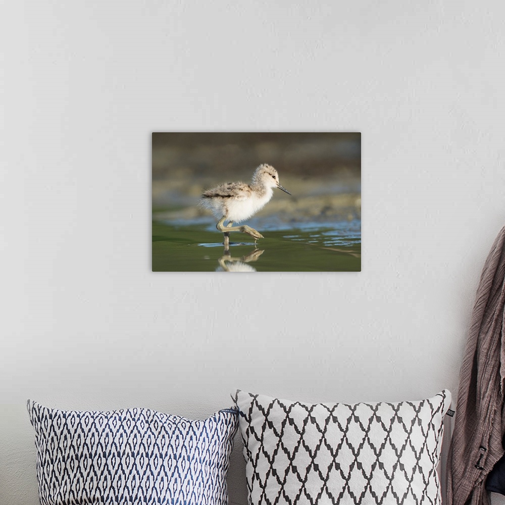A bohemian room featuring USA. Washington State.  American Avocet (Recurvirostra americana) chick forages along a lakeshore...