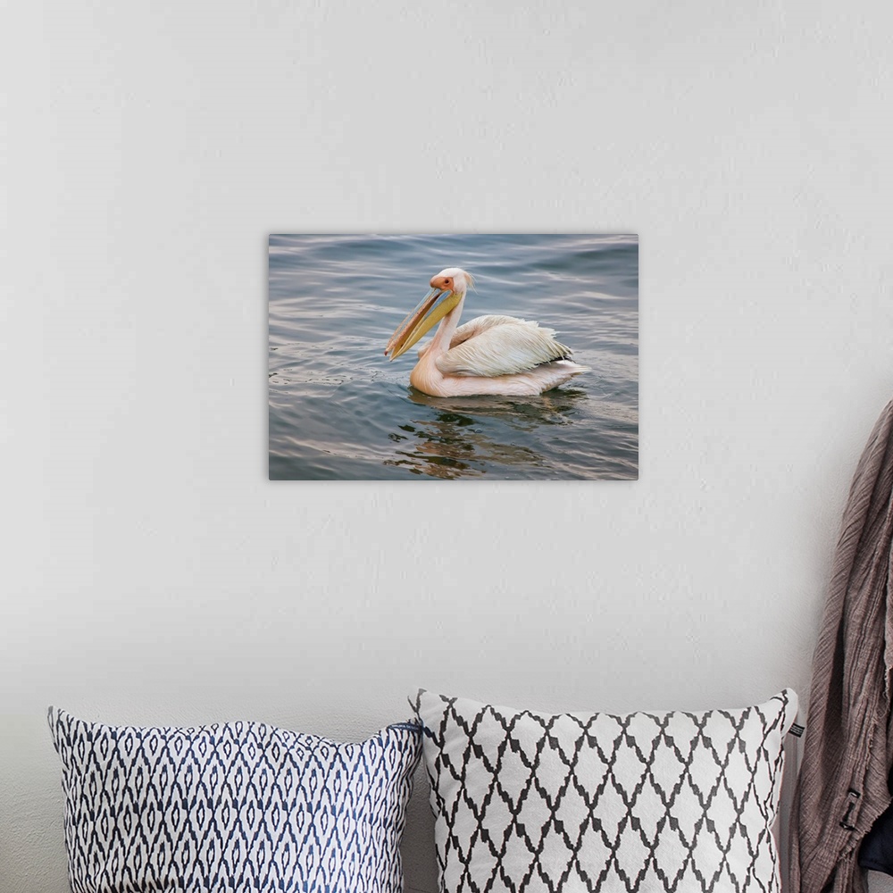 A bohemian room featuring Walvis Bay, Namibia. Eastern White Pelican resting on the water.
