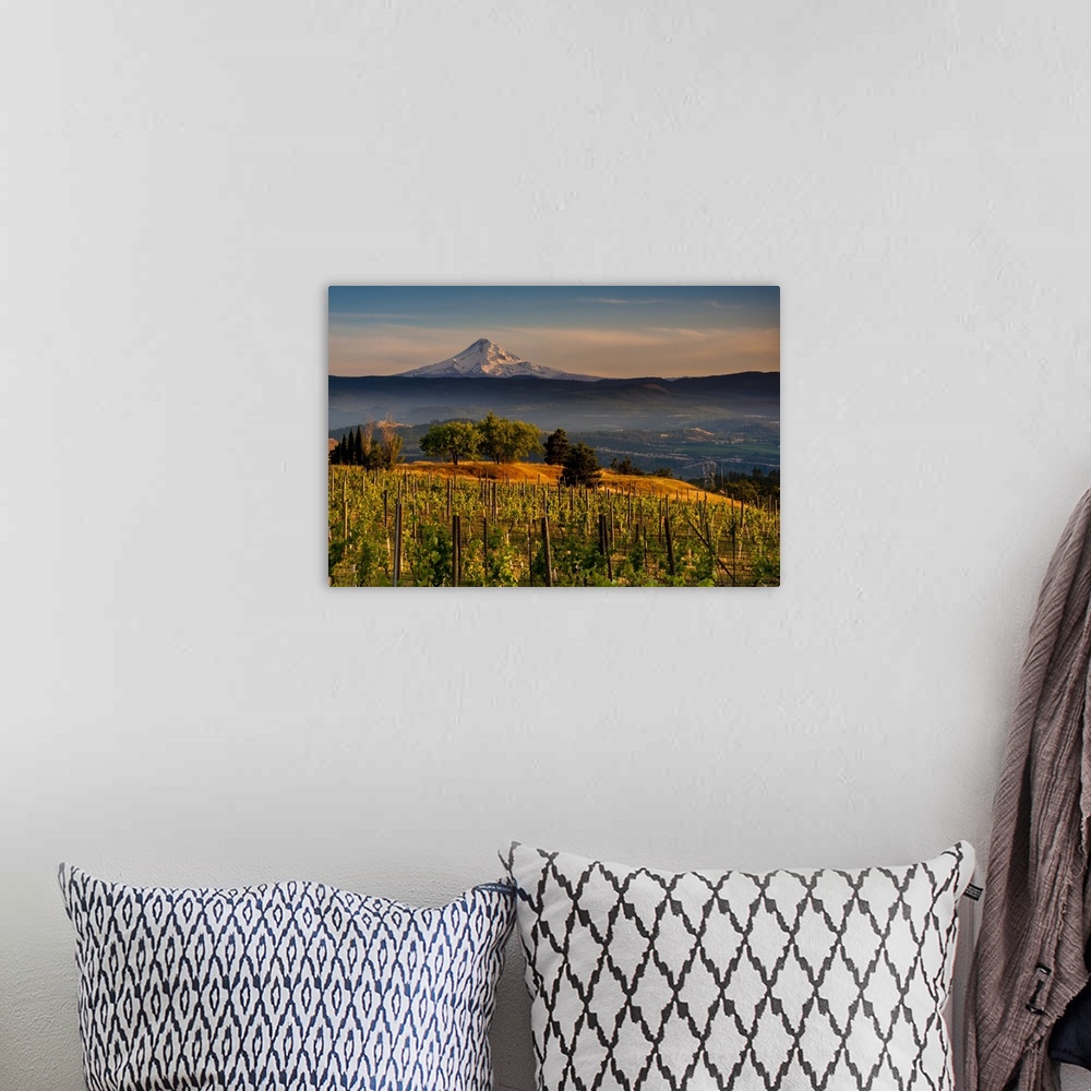 A bohemian room featuring USA, Washington, Lyle. Mt. Hood from Memaloose Wines vineyard along the Columbia River Gorge.