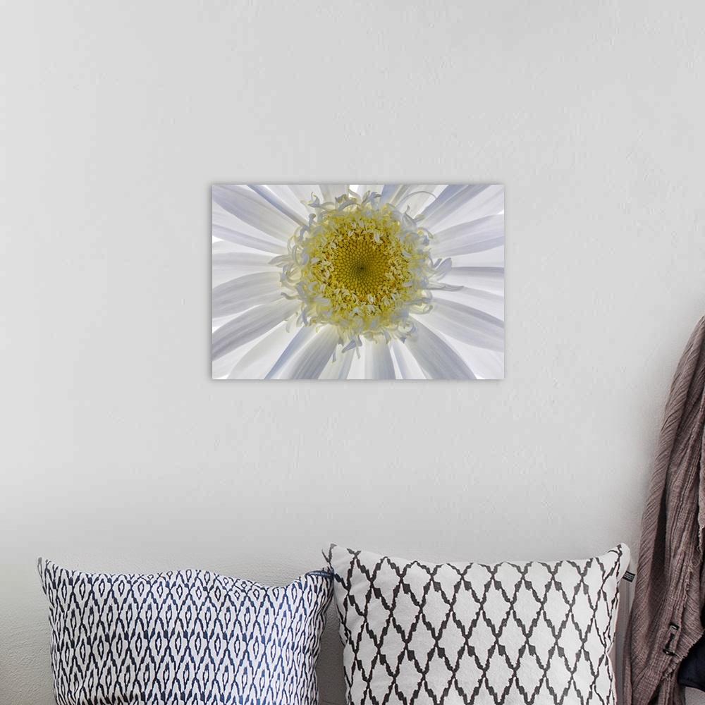 A bohemian room featuring USA, Washington State, Seabeck. Backlit close-up of shasta daisy. Credit: Don Paulson
