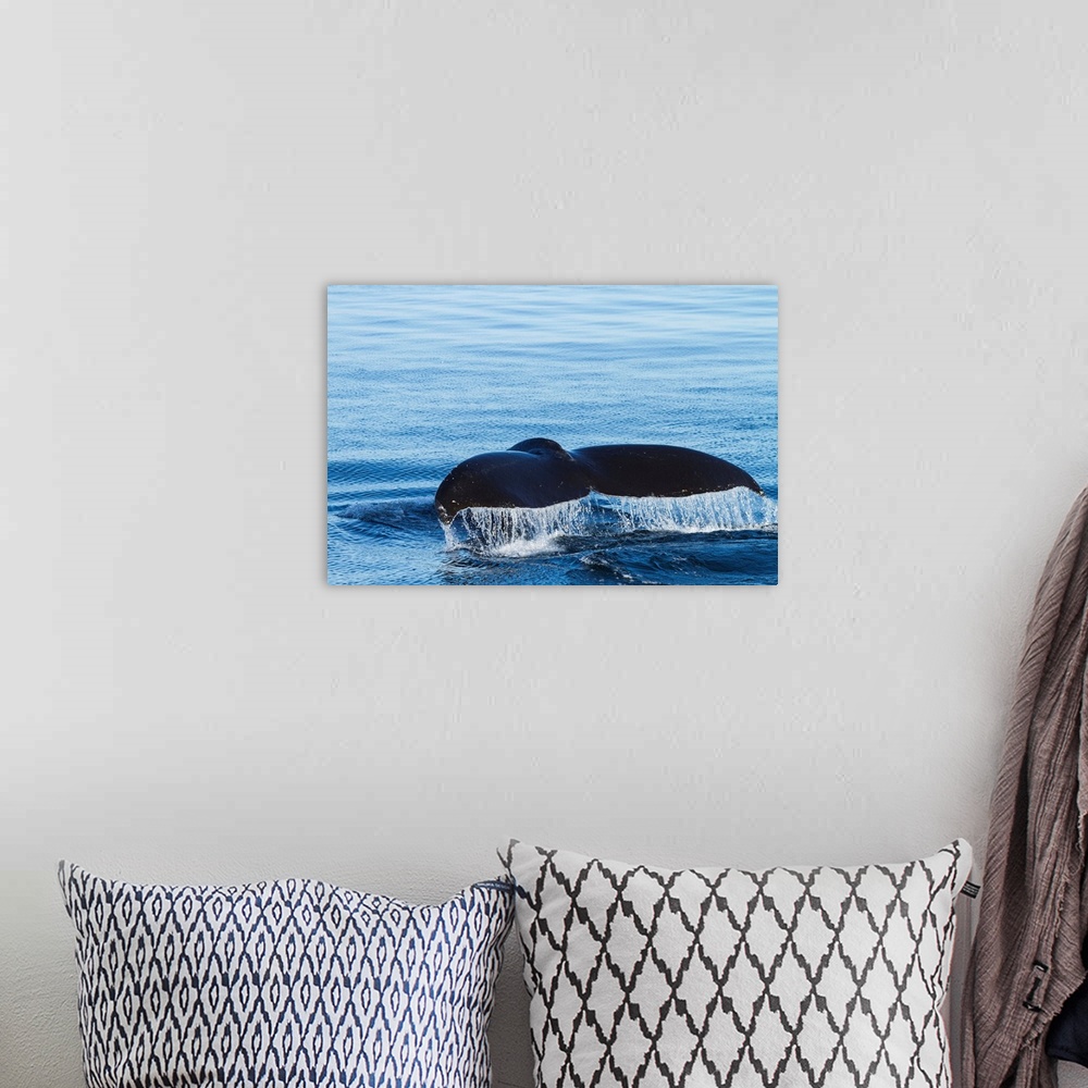 A bohemian room featuring Water flows off a humpback whale's tail as it prepares to dive, British Columbia.