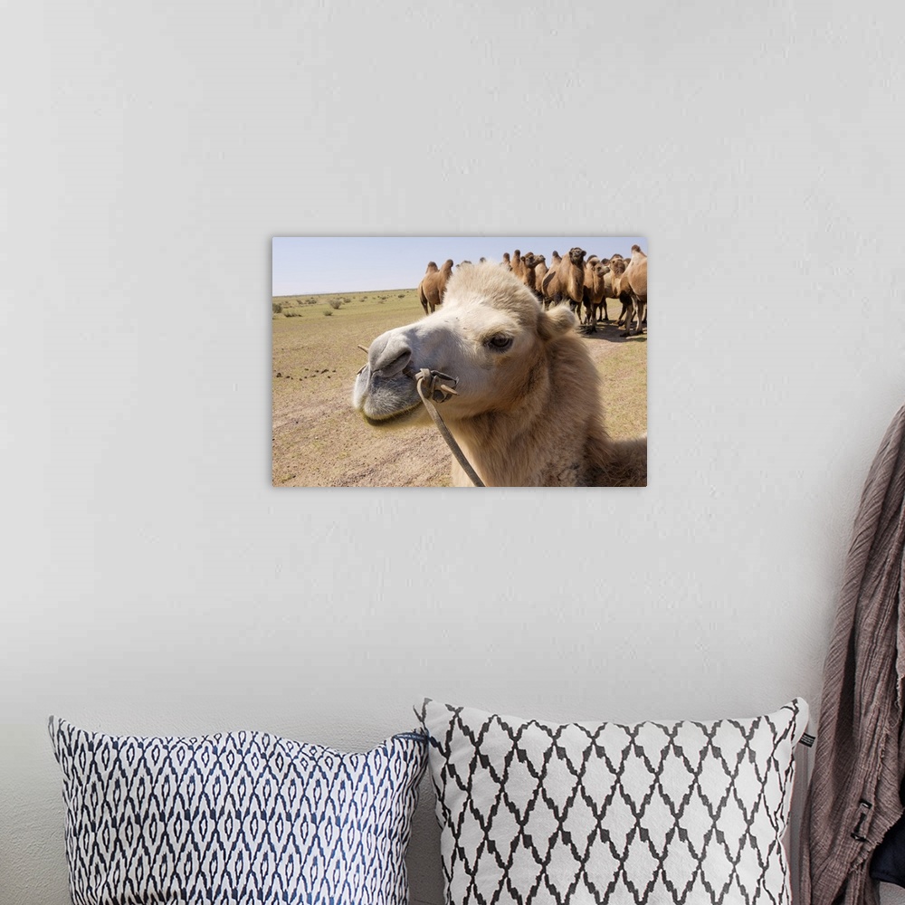 A bohemian room featuring Asia, Western Mongolia, Lake Tolbo, Bactrian camels.