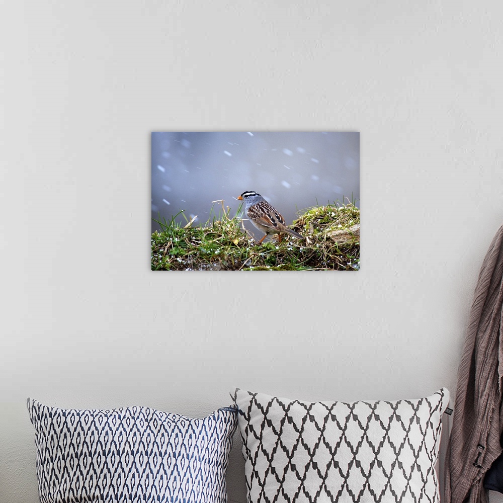 A bohemian room featuring White-Crowned Sparrow, medium-sized sparrow native to North America. Sparrow in a spring snow storm.
