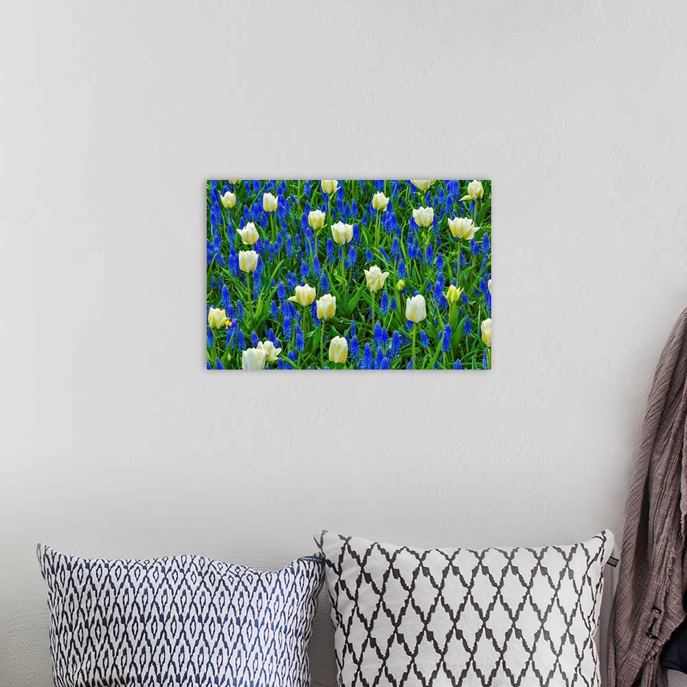 A bohemian room featuring White Tulips Green Leaves Blue Grape Hyacinths Fields Keukenhoff Lisse Holland Netherlands. Calle...