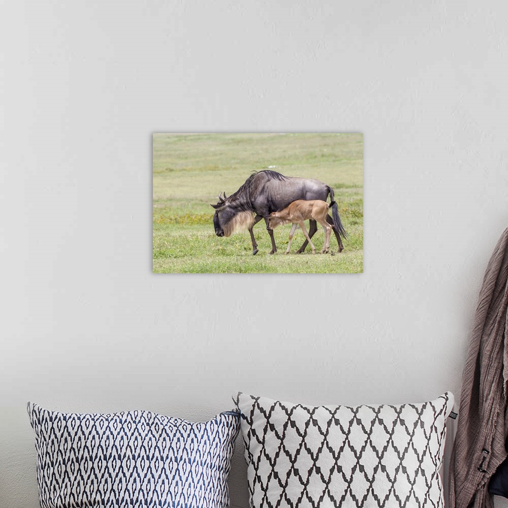 A bohemian room featuring Wildebeest mother and newborn calf walk, profile view, Ngorongoro Conservation Area, Tanzania.