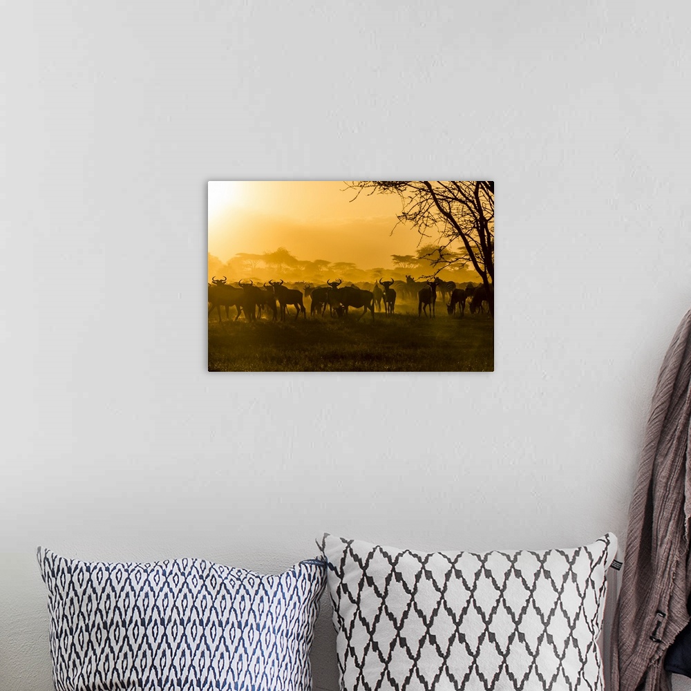 A bohemian room featuring Wildebeests and zebras are silhouetted against the sunlit dust of their migration.