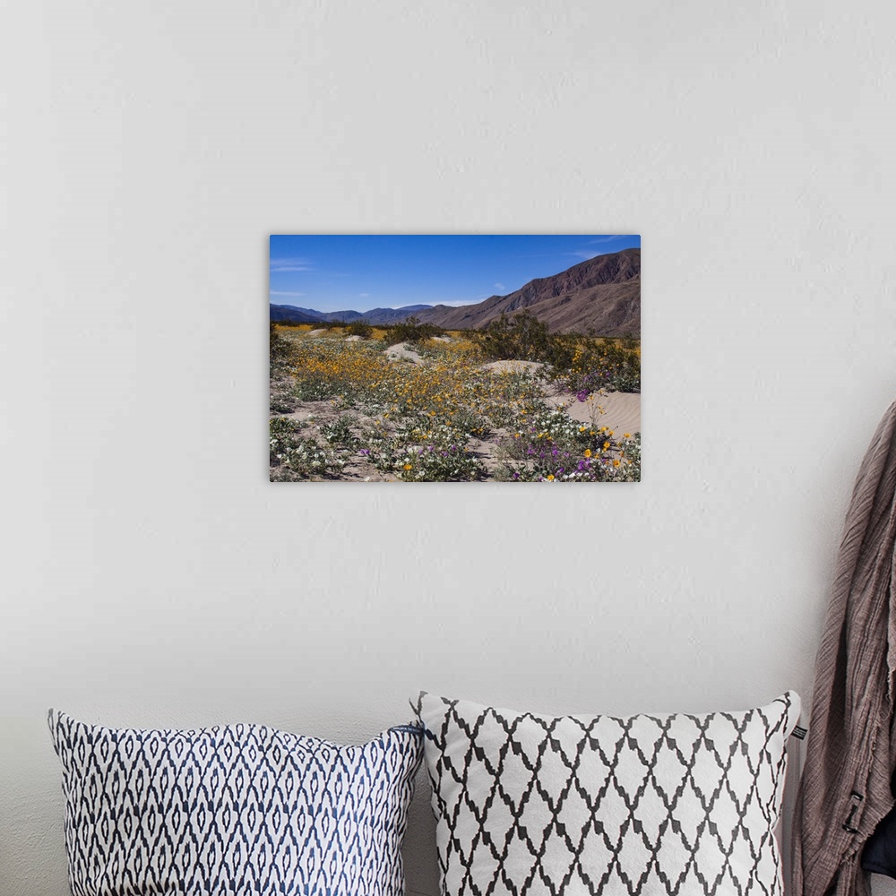 A bohemian room featuring Wildflowers, Anza Borrego Desert State Park, California